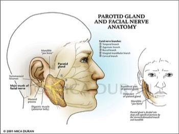  Parotid Gland and Facial Nerve Anatomy 