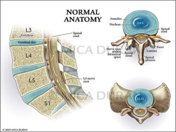  Normal L4-L5 Spinal Anatomy 