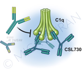  CSL730 Complement binding 